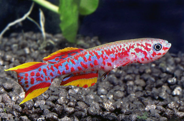 Фундулопанхакс Гарднера содержание в общем аквариуме! Делюсь своим впечатлением содержания Килли! смотреть онлайн