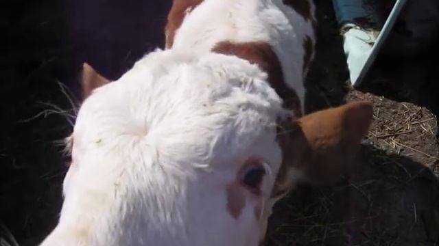 A Young Bull Calf, Such Super Duper!!! - Молодой бычок, такой классный, лапочка!!!