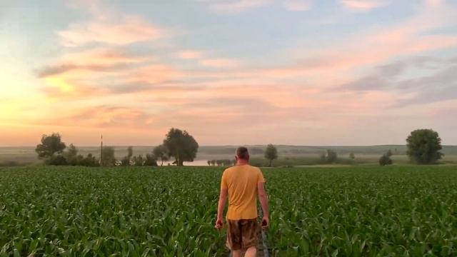 Кукуруза PIONEER на капельном орошении, грунт песок. смотреть онлайн