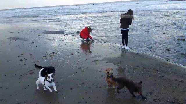 The pack all out at sea смотреть онлайн