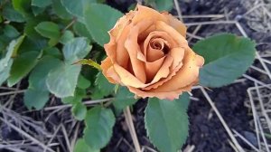 Роза Тоффи. Первогодка.