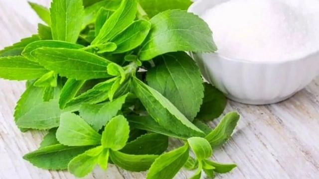 Польза растений! Стевия, кунжут, лук, сельдерей, капуста! смотреть онлайн