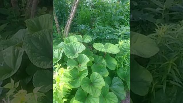 GoodlyGardens GardenBed 3 смотреть онлайн