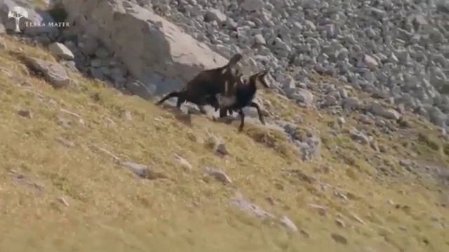 20 июня 2017 г.(29) смотреть онлайн