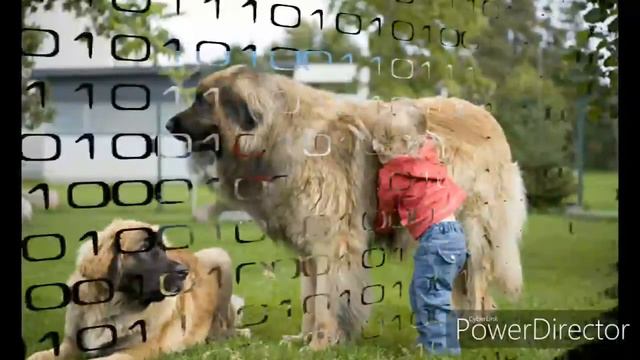 Топ 5 самых больших пород собак! смотреть онлайн