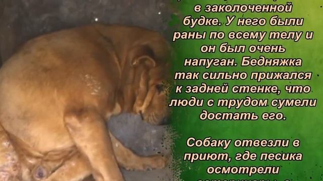 Они нашли заколоченную будку. Внутри был тот, кто полностью разочаровался в людях… смотреть онлайн