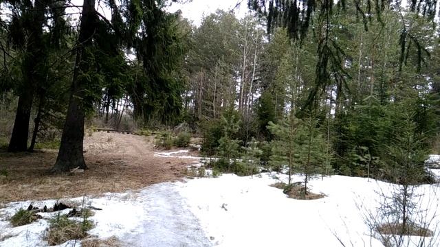 тающий снег в лесу смотреть онлайн