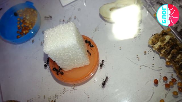 Муравьи против сахара. Эксперимент с Messor structor и Polyrhachis dives смотреть онлайн