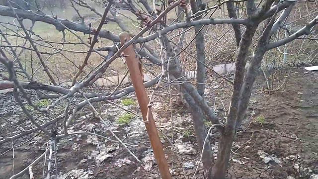 Дача, абрикосы очень сложно...Бердянск Запорожская смотреть онлайн