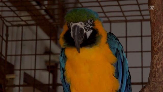 #Анапа. Куда сходить с детьми в Анапе? Зоопарк «В мире животных» смотреть онлайн