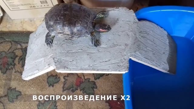 Водоём и трап для красноухой черепахи смотреть онлайн