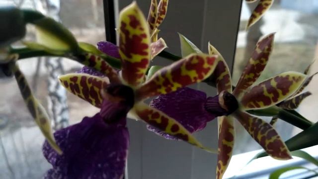 Домашнее цветение зигопеталумов. смотреть онлайн