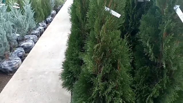 Туя Смарагд опт безнал. расчет Ростов-на-Дону | Small Gardens смотреть онлайн