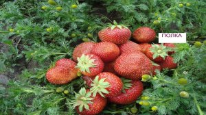 КЛУБНИКА (ЗЕМЛЯНИКА) ПОЛКА , ОПИСАНИЕ  СОРТА