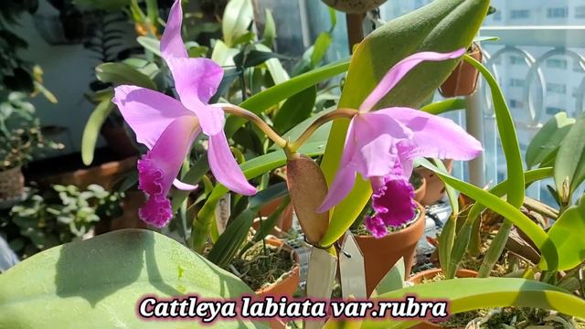 Цветение орхидей за 2021 год. смотреть онлайн