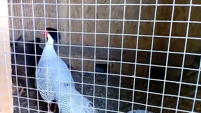 Как привлекать внимание девочек смотреть онлайн