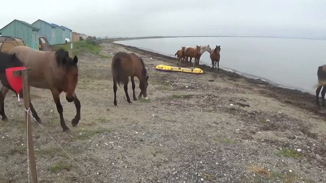 Кони привередливые. смотреть онлайн