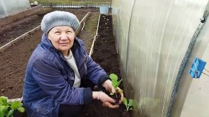 ПРОВЕРЕНО: ПРОСТОЙ СПОСОБ ПОСАДКИ РАННЕЙ КАПУСТЫ В ОТКРЫТЫЙ ГРУНТ!