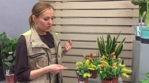 Как ухаживать за белопероне. Советы биолога компании 7ЦВЕТОВ