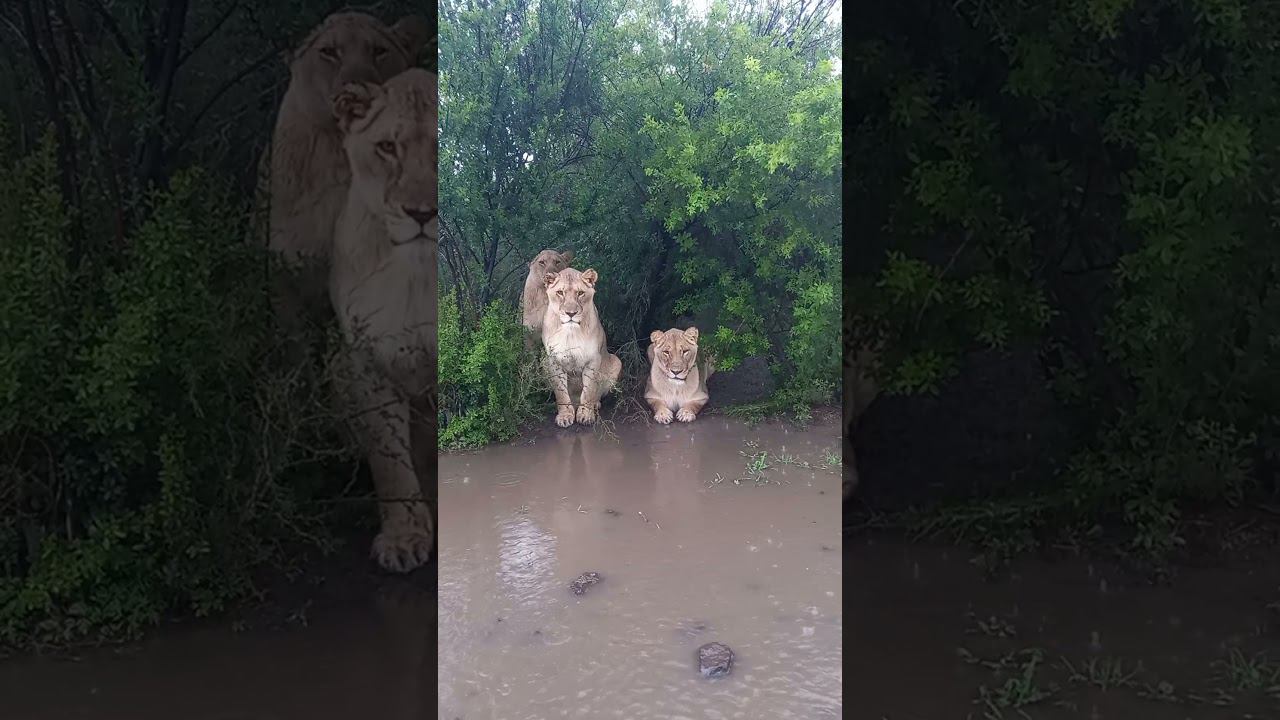 Львицы в дождливый день. Lionesses on a rainy day. смотреть онлайн
