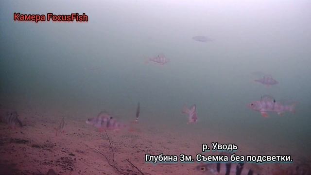 пробные съёмки камерой FocusFish. смотреть онлайн