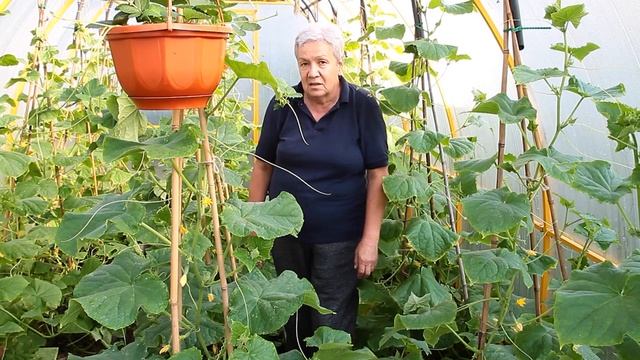 276 Теплица с огурцами (что было и что стало). смотреть онлайн