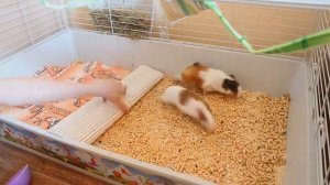 ЕЖЕДНЕВНАЯ УБОРКА В КЛЕТКЕ МОРСКИХ СВИНОК