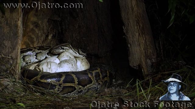 Python vs Turtle 05 Mirrored смотреть онлайн