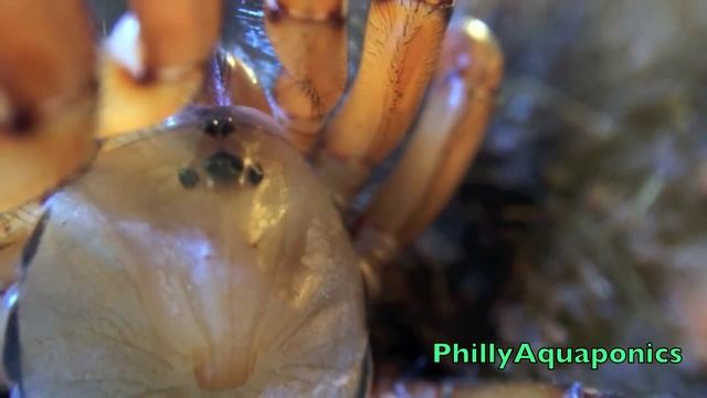 Red Trapdoor Spider Feeding and Rehousing смотреть онлайн
