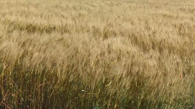 Reach Higher Yields with Prosaro Fungicide смотреть онлайн