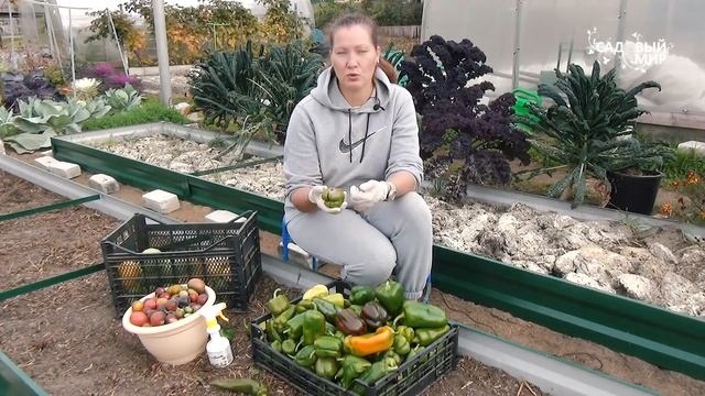 АКТУАЛЬНО! КАК СОХРАНИТЬ СВЕЖИМИ ПЕРЦЫ И ТОМАТЫ ДОЛЬШЕ. Дозревание зеленых перцев и помидор. смотреть онлайн