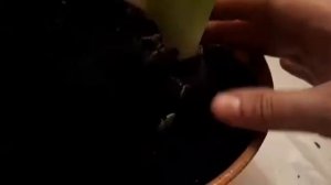 Геоцинты. Как их пересадить и правильно ухаживать за ними...