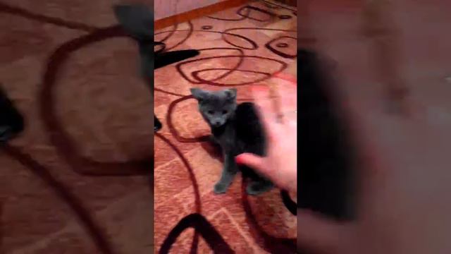 бой кошки с рукой смотреть всем!!!!!!" смотреть онлайн