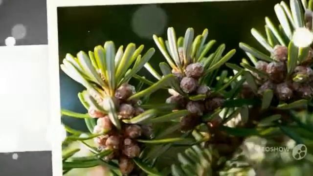 Abies balsamea - fungi kingdom смотреть онлайн