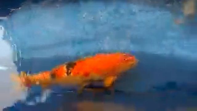 Northwest Koi Goldfish Club Koi Show 2009