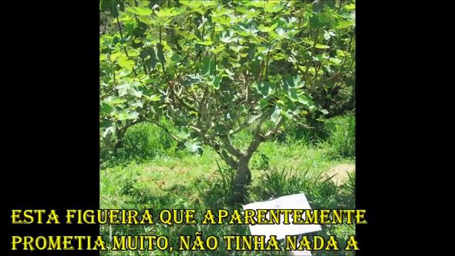 A figueira estéril смотреть онлайн