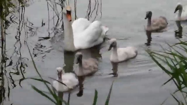 Netherlands Swans with six young swans Wijdewormer Noord-Holland Zwanen met zes jonge zwaantjes смотреть онлайн