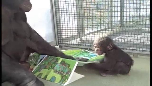 Kanzi and Teco Play смотреть онлайн