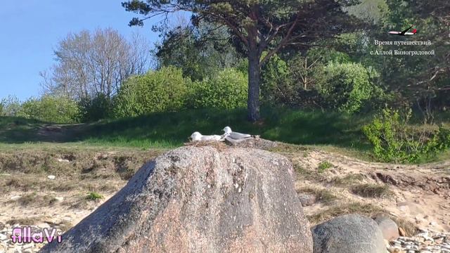 Морские чайки и их гнёзда – Финский залив смотреть онлайн