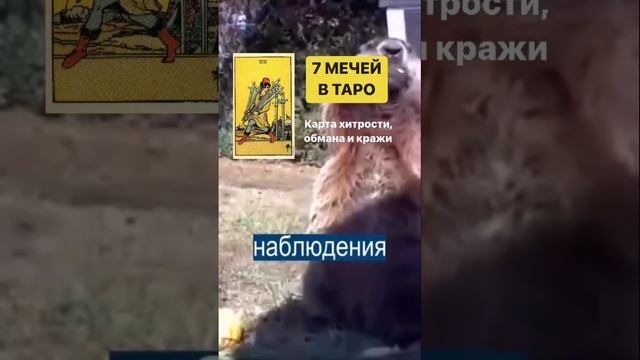 7 мечей в Таро смотреть онлайн