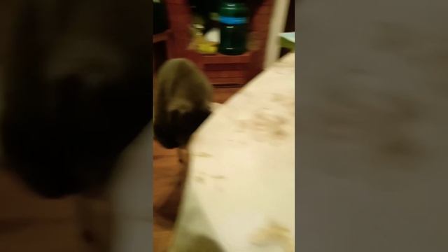 СУП С КОТОМ ?????