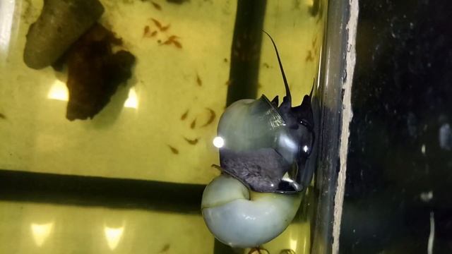 Ампулярии сиреневые/А что задумали белые?