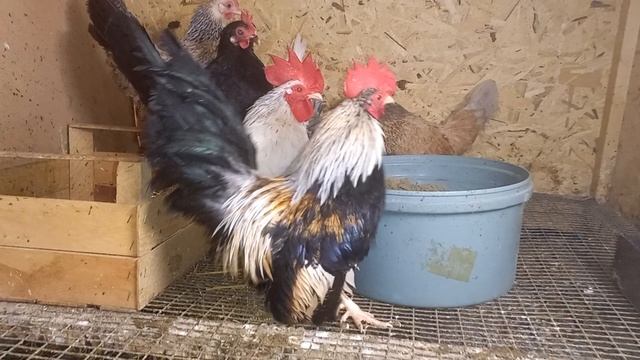 На этот год все куры Шабо проданы ? смотреть онлайн