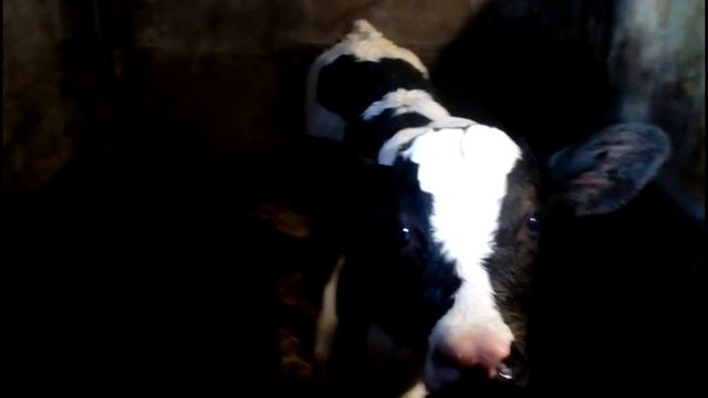 день второй. приучаем КОРОВУ к аппарату//теще досталось от коровы смотреть онлайн