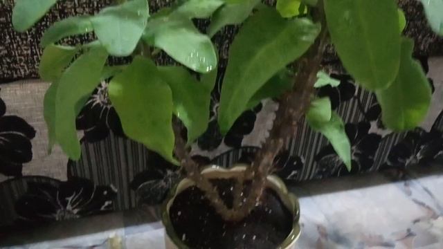 Мои Комнатные растения 2 часть смотреть онлайн