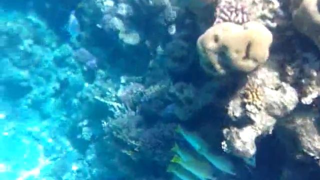 Разнообразные рыбки в Красном море смотреть онлайн