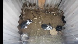 Кроличья яма. Содержание кроликов ??В чём удобства ямы.