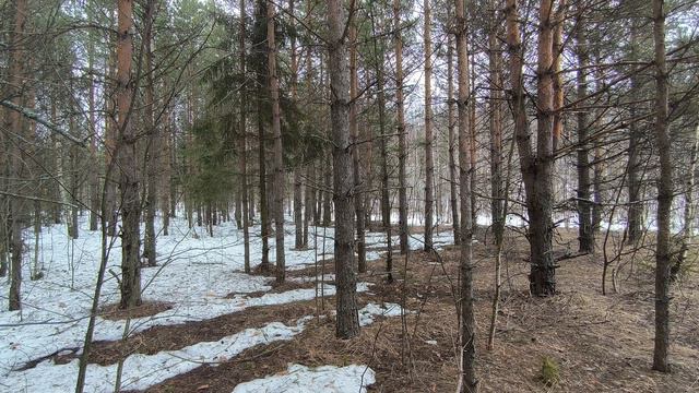 Весенний лес. ч.2. Март 2024 смотреть онлайн