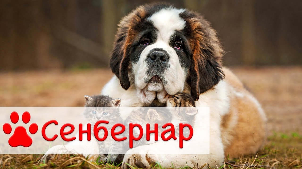 Сенбернар | Все о породе собак Сенбернар смотреть онлайн