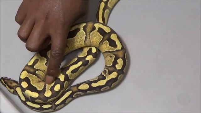 Key to better looking Ball Python Combos!!! смотреть онлайн